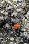 Mollusque gasteropode Nassarius incrassatus Nasse orange attaque une balane crenele-Morlaix Bizinnenou-5m-20230708-da-DSC_2352_tn